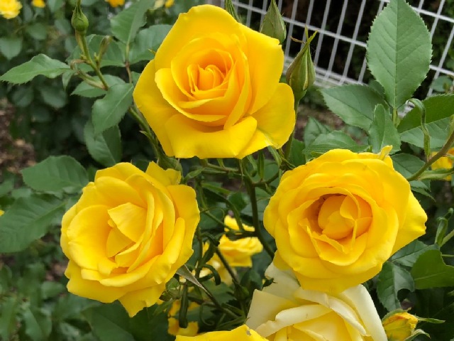庭木＿薔薇の花
