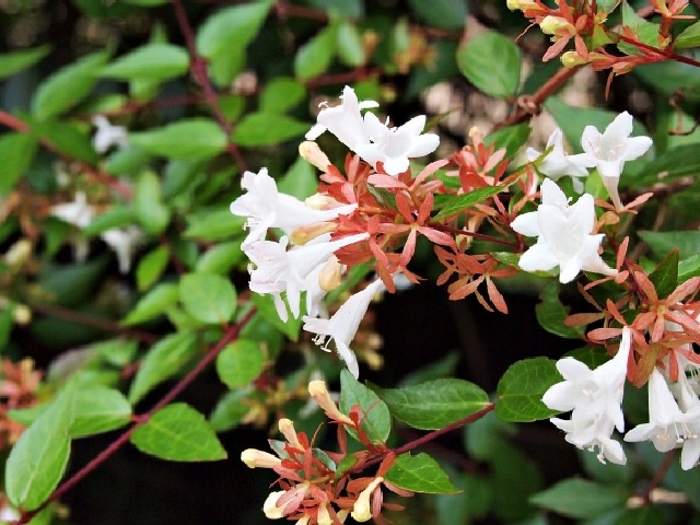 アベリア　白花