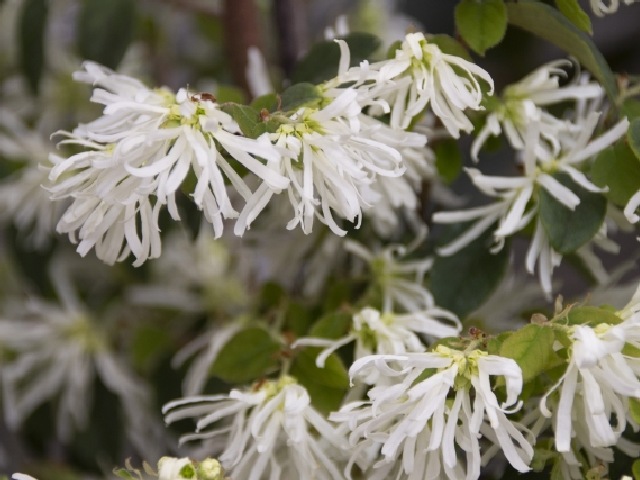 トキワマンサク　白花