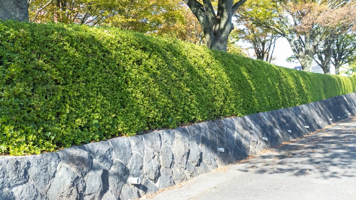 生垣に適した庭木選びのポイント - 高槻市 外構・エクステリア・庭