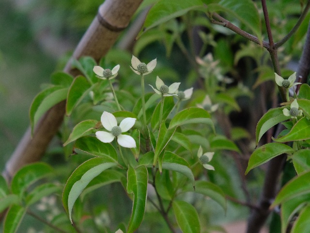 常緑樹