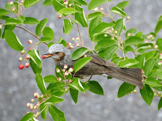 ジューンベリー_実を食べる鳥