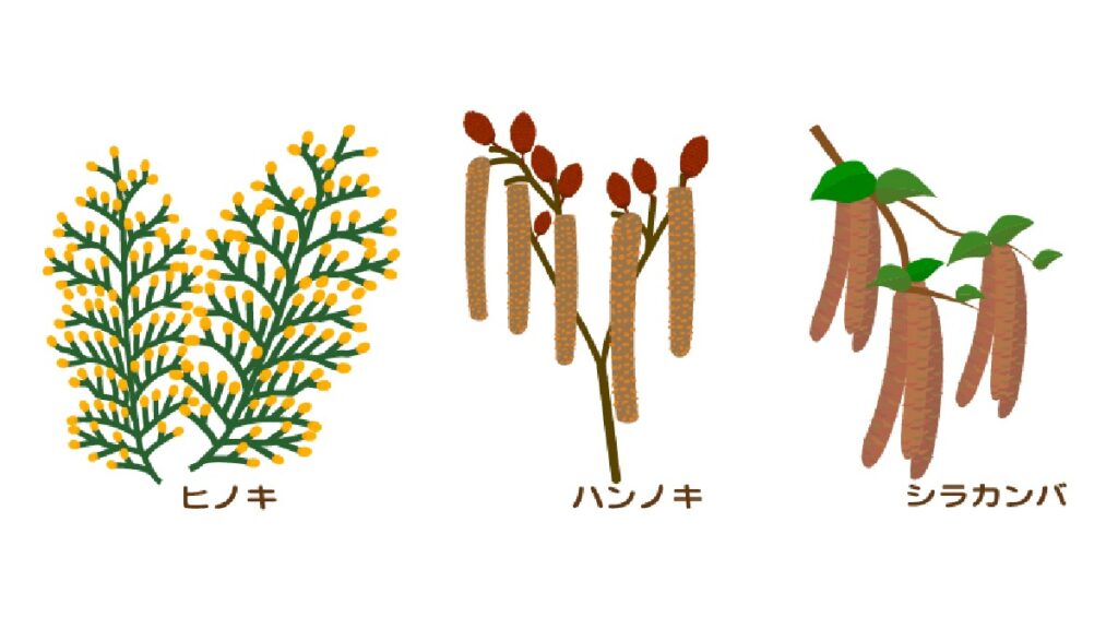 ヒノキ・ハンノキ ‐ 花粉の種類 - 高槻市 外構・エクステリア・庭まわり工事｜uchi+SOTO（うちぷらすそと）