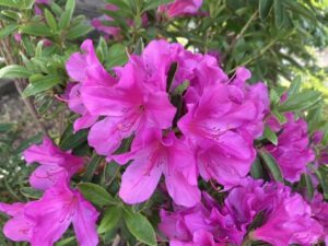 ツツジの花