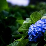 梅雨の紫陽花