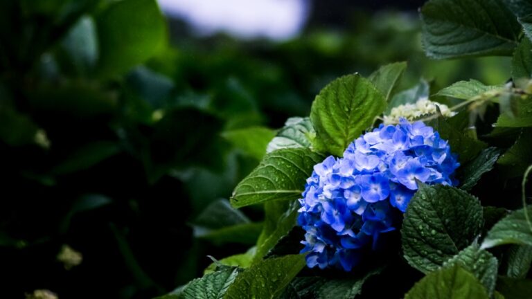 梅雨の紫陽花