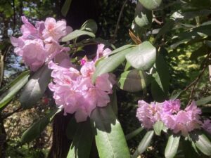 シャクナゲ_花
