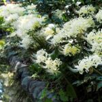 白色曼殊沙華_アイキャッチ