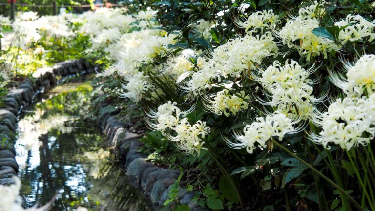 白色曼殊沙華_アイキャッチ