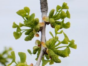 イチョウの花