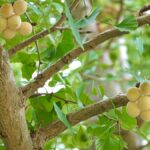 イチョウの種子＿アイキャッチ