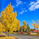 イチョウ並木_アイキャッチ