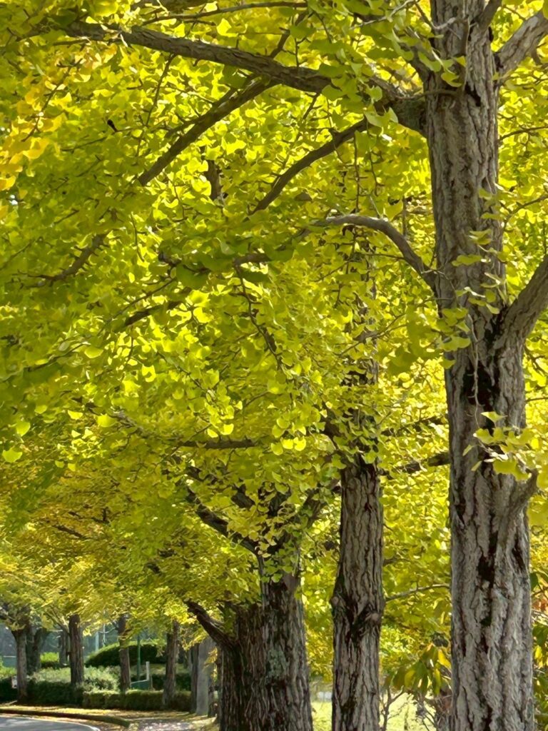 イチョウ_上部