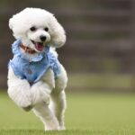 防草シート_アイキャッチ