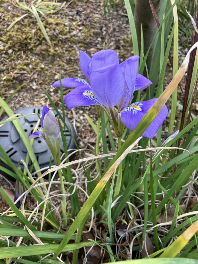 姫路城_カンザキアヤメ