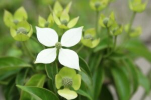 常緑ヤマボウシ
