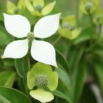常緑ヤマボウシ_アイキャッチ